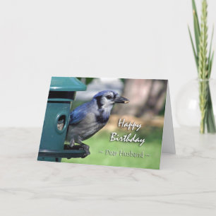 Birthday for Husband, Blue Jay at Bird Feeder Card