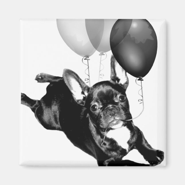 Birthday French Bulldog magnet (Front)