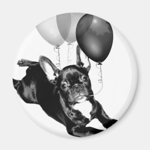Birthday French Bulldog magnet