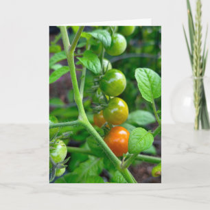 Birthday Getting Old Humour with Tomatoes Card