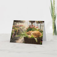 Birthday Ginger Cat Napping in Hanging Fern Basket