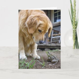 Birthday Golden Retriever and Frog Stare Down Card