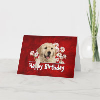 Birthday Golden Retriever on Red Leather 