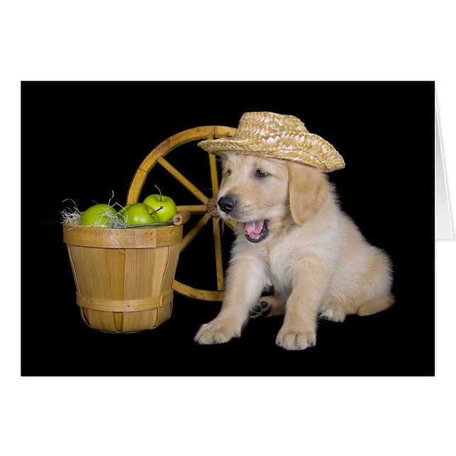 Birthday Golden Retriever with Apples (Front Horizontal)