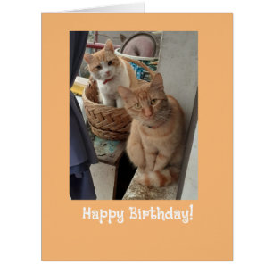 Birthday Greetings Ginger Cats