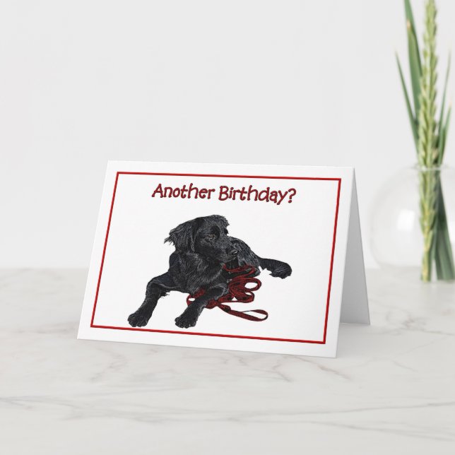 Birthday Humour Black Labrador Retriever Card (Front)