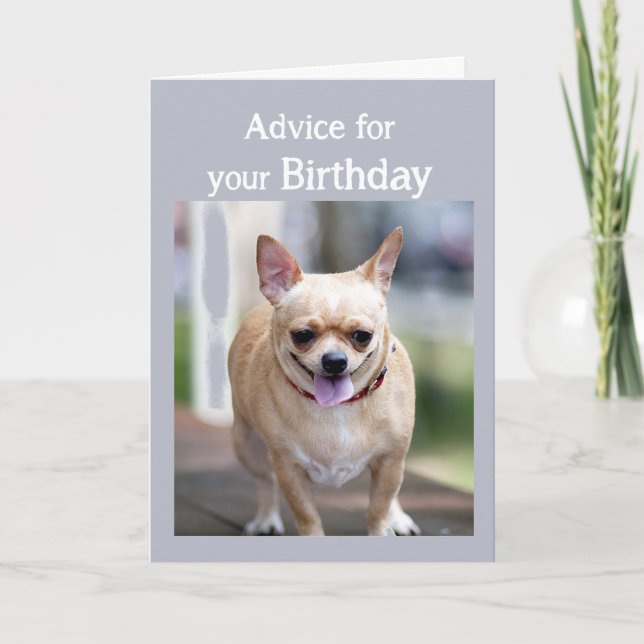Birthday Humour Chihuahua Too Much Birthday cake Card (Front)