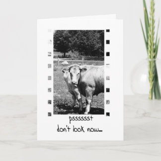 Birthday Humour - Cows Card