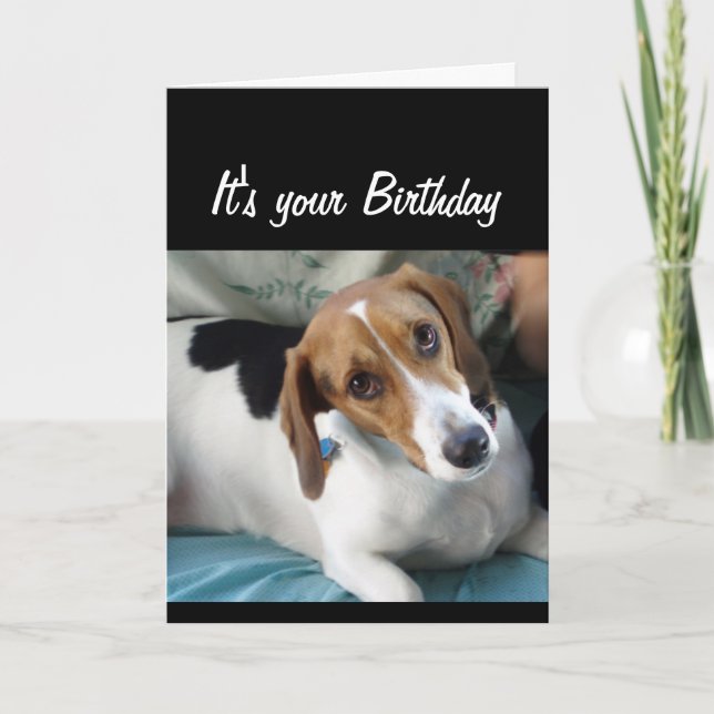 Birthday Humour Don't Eat All that Cake Cute Dog Card (Front)