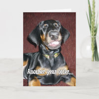 Birthday Humour - Smiling Doberman Pinscher Puppy