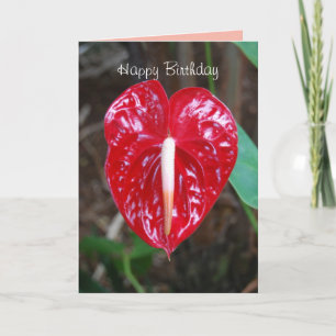 Birthday Husband Red Heart Anthurium Lily Flower C Card