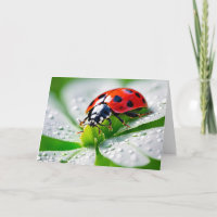 Birthday Ladybug On 4 Leaf Clover