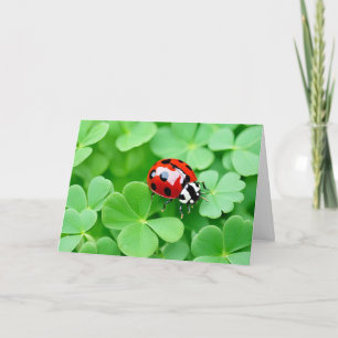 Birthday Ladybug On Four-Leaf Clovers Card