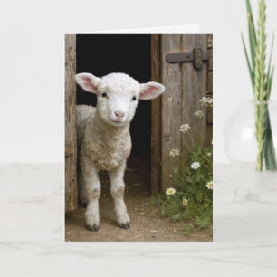 Birthday Lamb In Barn Door Card