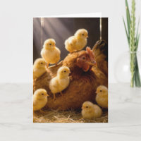Birthday Mother Hen with Baby Chicks in Barn
