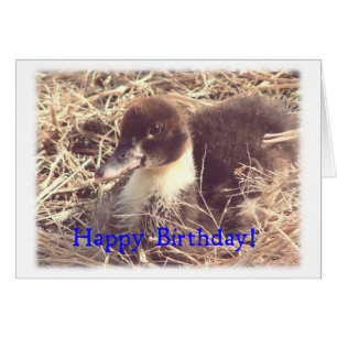 Birthday Muscovy Duckling