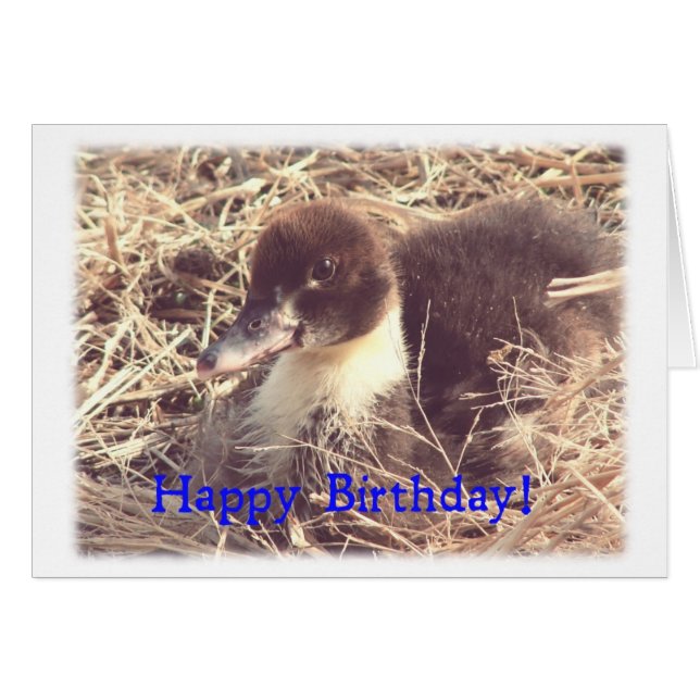 Birthday Muscovy Duckling (Front Horizontal)