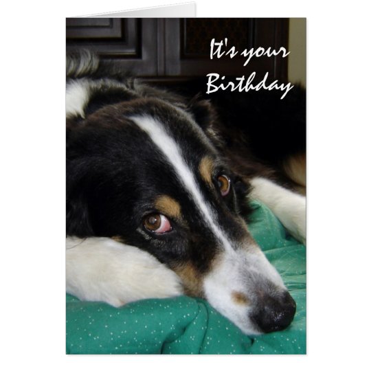 Birthday Old Age Humour Border Collie Dog Pet Card