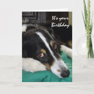 Birthday Old Age Not Happy, Humour with Dog Card