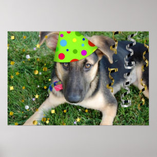 Birthday Party German Shepherd Poster