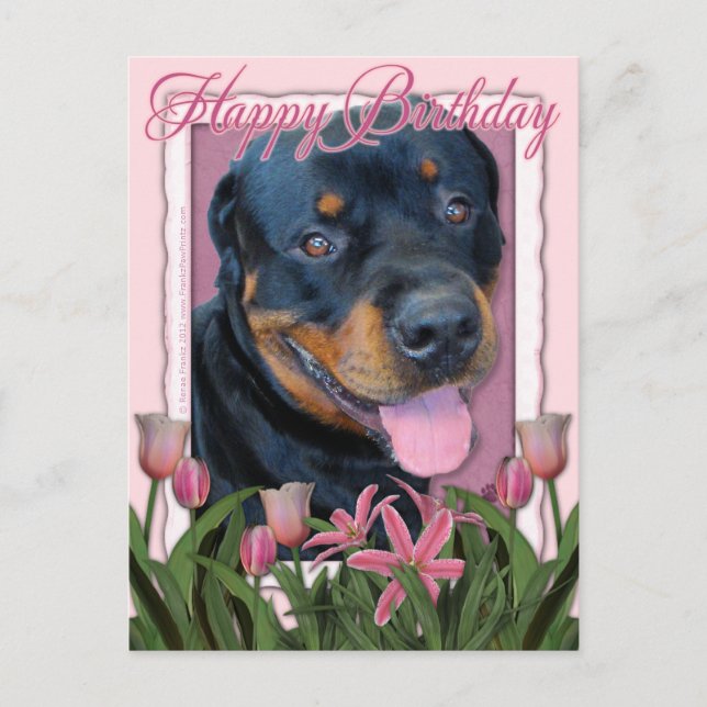 Birthday - Pink Tulips - Rottweiler - Harley Postcard (Front)