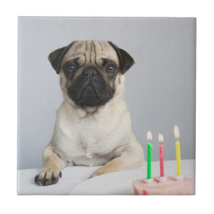 Birthday Pug Ceramic Tile