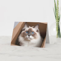 Birthday Ragdoll Cat in Cardboard Box