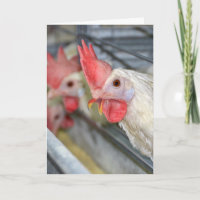 Birthday Rooster In Cage