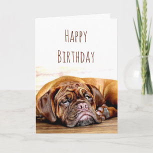 Birthday Sad Dog Stay Pawsitive Humour Card