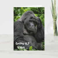 Birthday Silverback Gorilla Deep In Thought