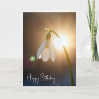 Birthday Snowdrop with Dewdrops in Sunlight