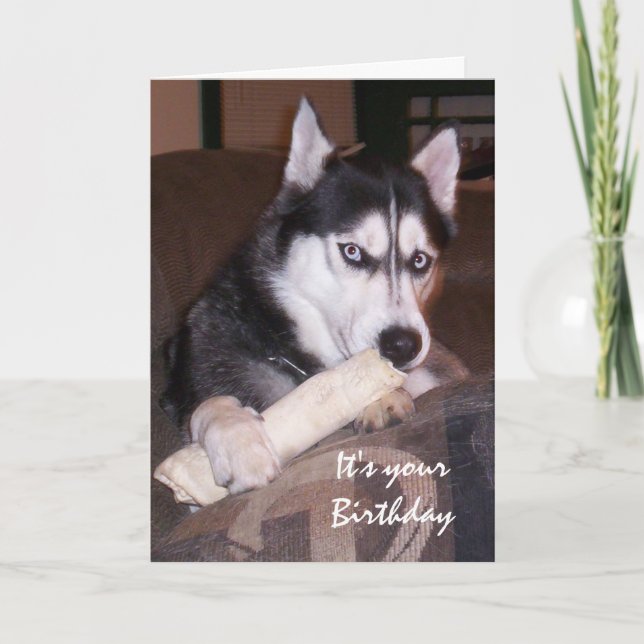 Birthday, Something for you, Humor with Dog Card (Front)