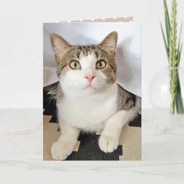 birthday tabby cat hiding card (Front)