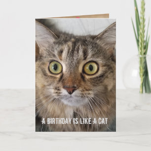 Birthday Tabby Cat humour Card
