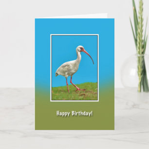 Birthday, White Ibis Bird Card