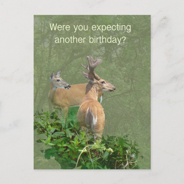 Birthday Whitetail Deer Buck & Doe Postcard (Front)