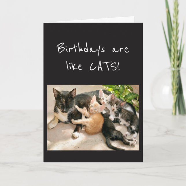 Birthdays are like Cat Animal Humour Card (Front)