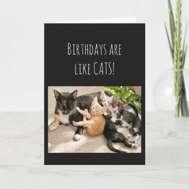 Birthdays are like Cat Animal Humour Card (Front)