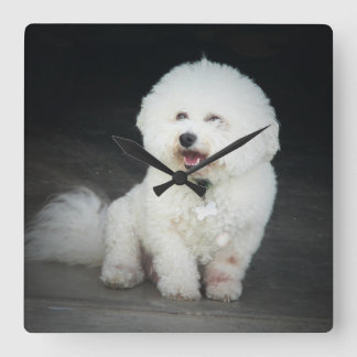 Bischon Frise Wall Clock