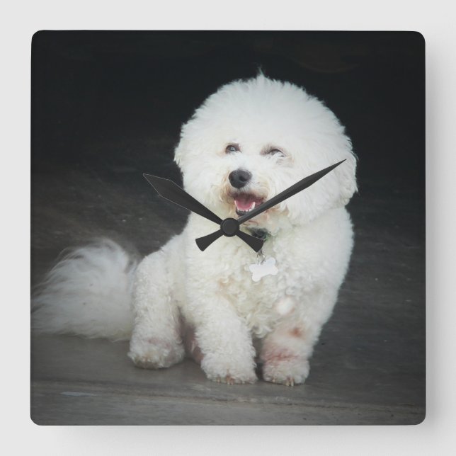 Bischon Frise Wall Clock (Front)