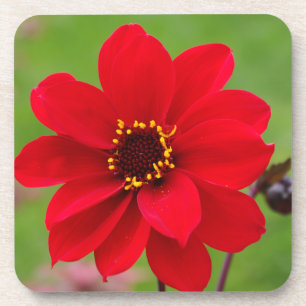 Bishop of Llandaff Dahlia Coaster