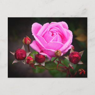 Bishop’s Castle Rose #1-2 Postcard