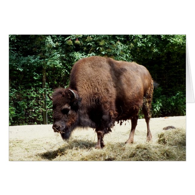 Bison (Front Horizontal)