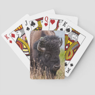 Bison (aka Buffalo) Through a Large Lens Playing Cards
