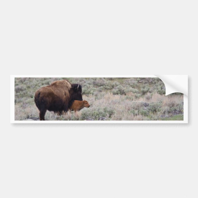 Bison and Calf Bumper Sticker (Front)