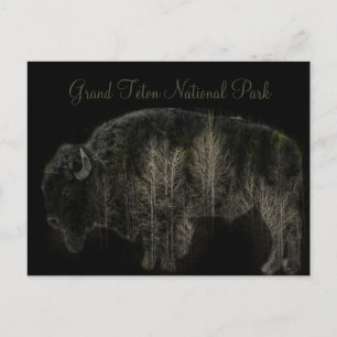 Bison and Forest Grand Teton National Park Postcard