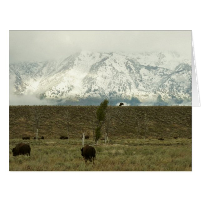 Bison at Grand Teton National Park Photography (Front Horizontal)