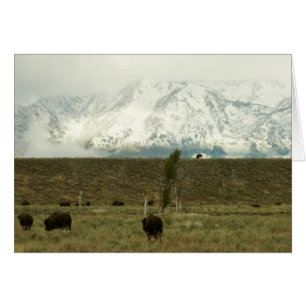 Bison at Grand Teton National Park Photography