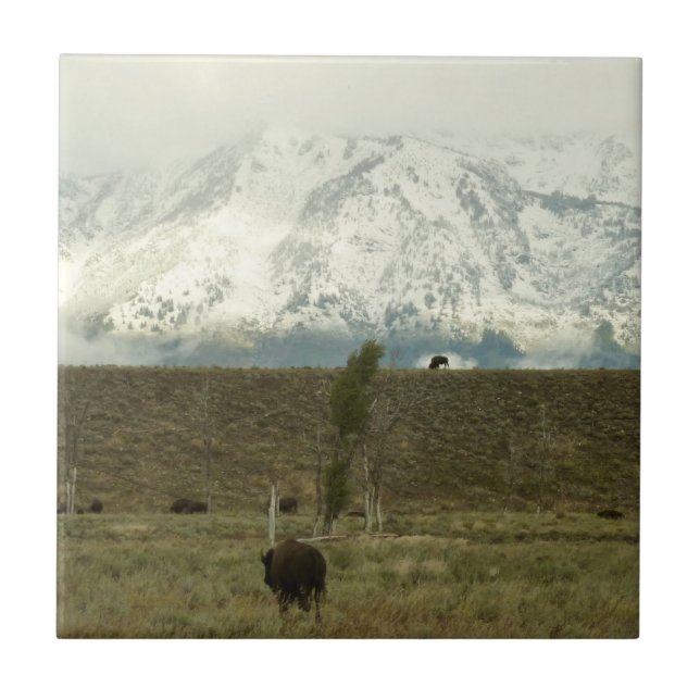 Bison at Grand Teton National Park Photography Ceramic Tile (Front)