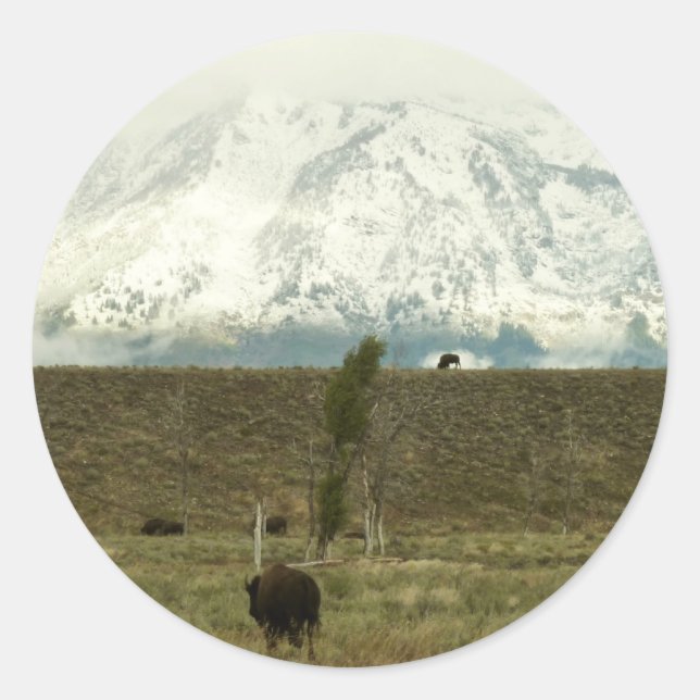 Bison at Grand Teton National Park Photography Classic Round Sticker (Front)